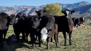 Ranching in Collbran